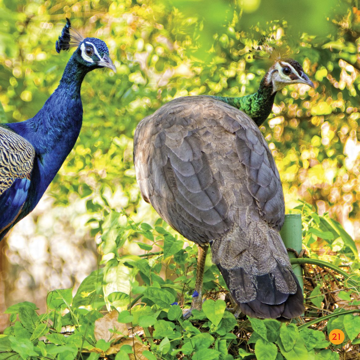 Parts of a Peacock tail Male peacocks have a long train of tail feathers They - photo 21