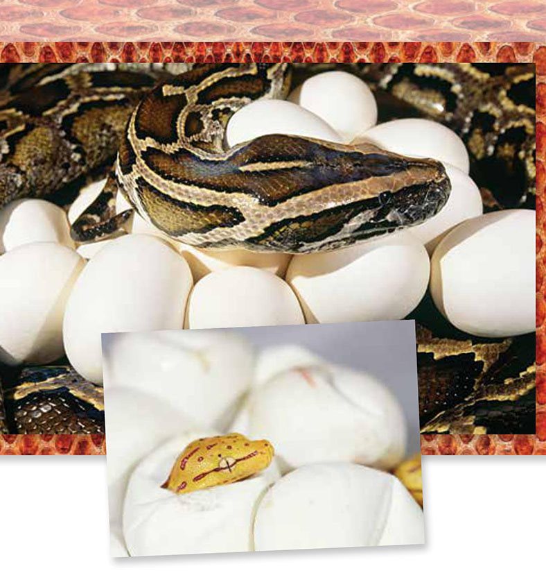 Snakes are reptiles Most snakes lay tough leathery eggs When a baby - photo 12