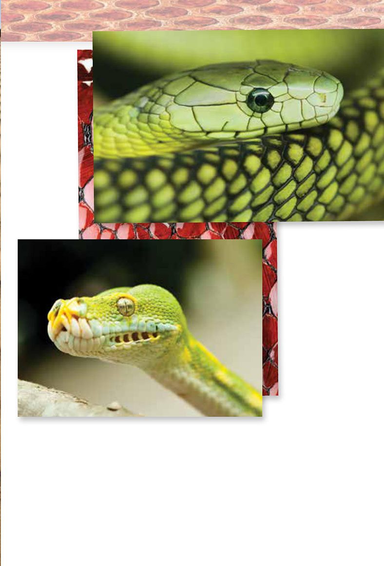 Snakes have no eyelids No problem They have a thin layer that protects - photo 15