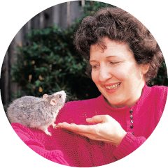 Debbie The Rat Lady Ducommun and her chinchilla blaze Berkshire rex rat - photo 4