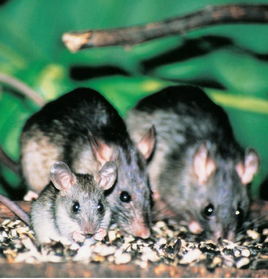 The roof rat is the more common wild rat in warm climates and coastal regions - photo 8