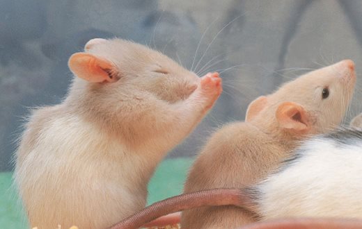 Rats groom themselves constantly and are actually clean animals Although there - photo 9