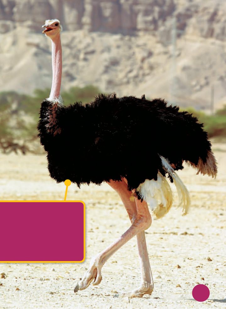 All birds have feathers But not all birds can fly An ostrich is too - photo 12