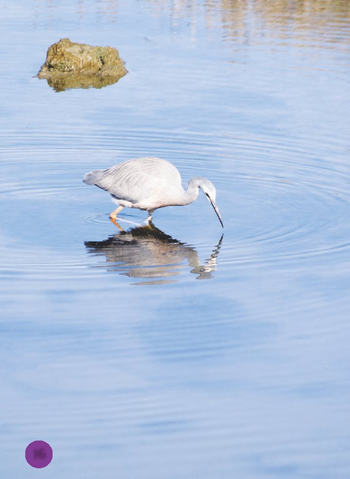 What will a heron catch It grabs fish with its long beak - photo 17