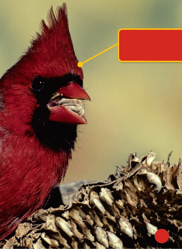 Cardinals crack seeds with their thick beaks An oriole sits in - photo 20