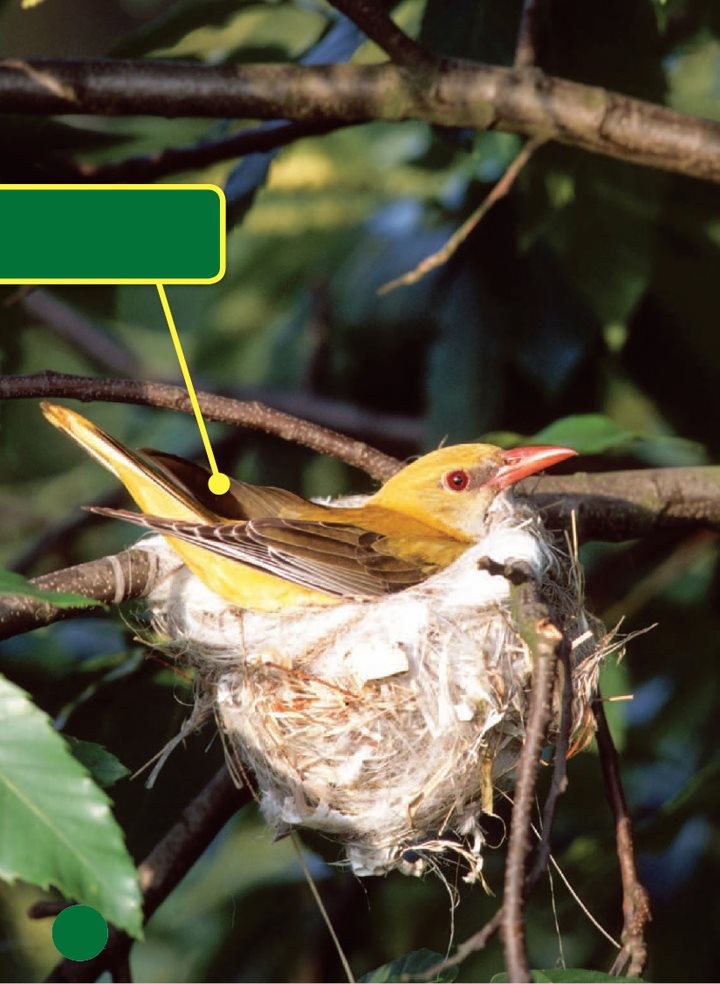 An oriole sits in her nest Birds Lay Eggs When winter ends many - photo 21