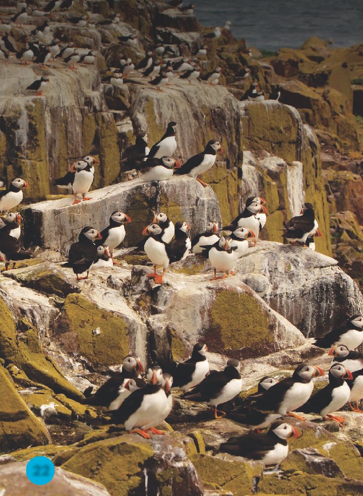 Puffins dig deep nests on high cliffs The eggs will be safe there - photo 23