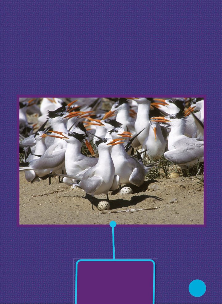 Terns build nests together in big groups called colonies All the birds in - photo 24