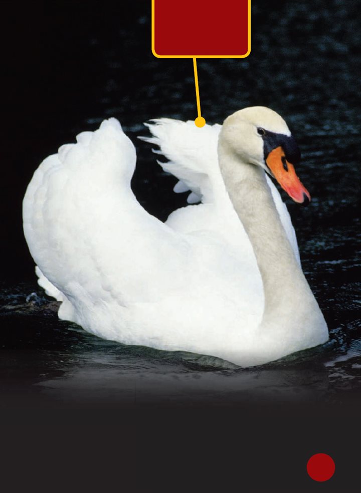 A swan swims in the lake Feathers help birds stay warm or cool - photo 6