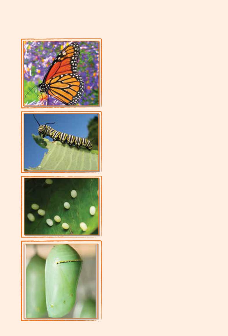 Glossary caterpillar butterfly pupa eggs Words to Know babies become - photo 21