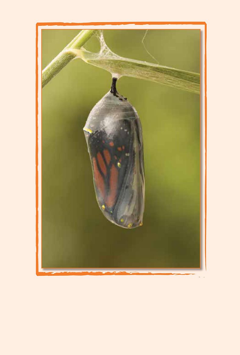 Inside its hard shell the pupa changes Next the butterfly breaks - photo 13