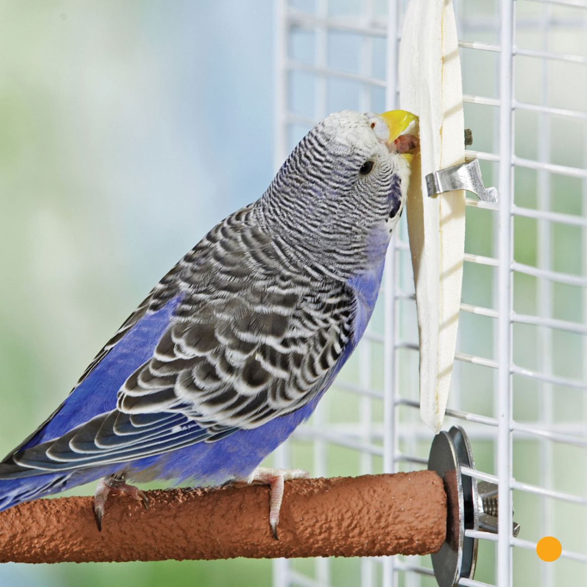 Paco is a parakeet Lu gives him a peanut Paco says Thank you - photo 13