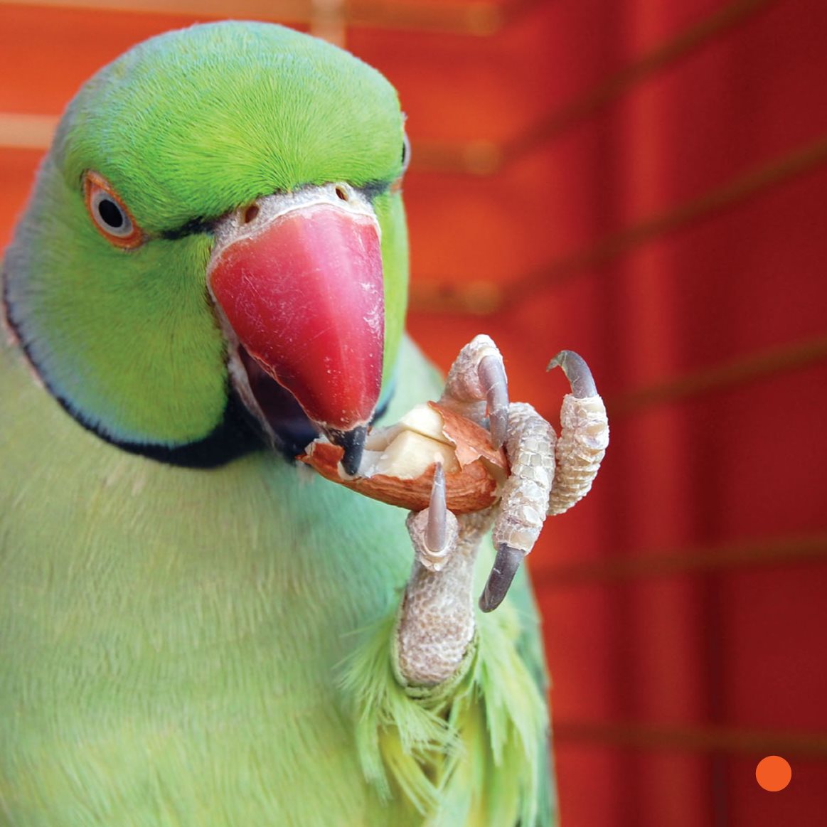 Ethan wants his parakeet to talk too He works with her every day - photo 15