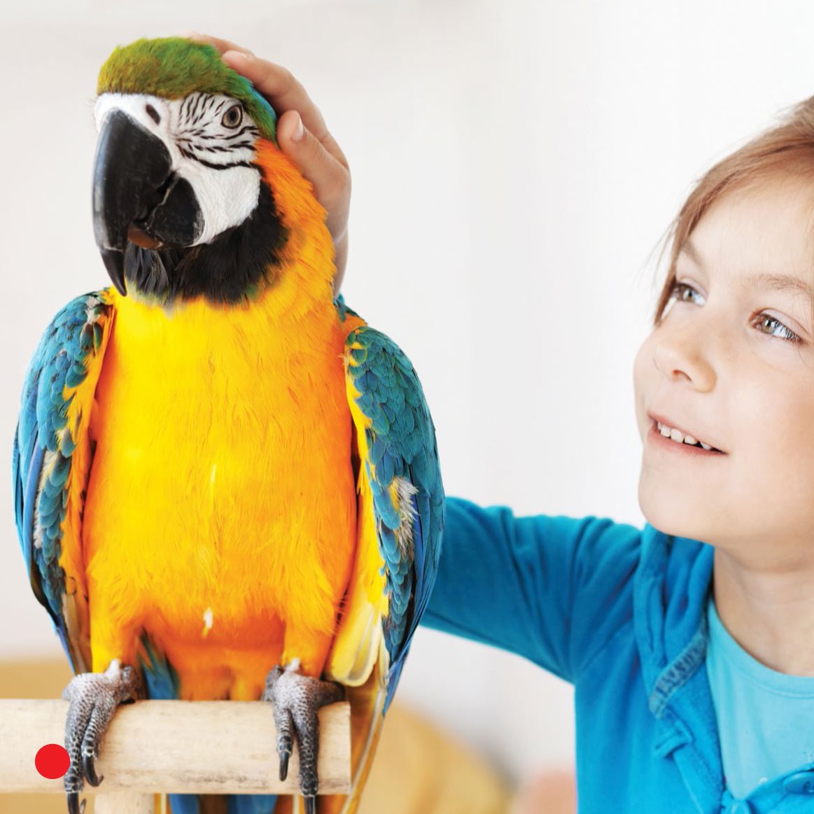 What kinds of birds are pets May has a macaw It climbs a rope toy rope - photo 8