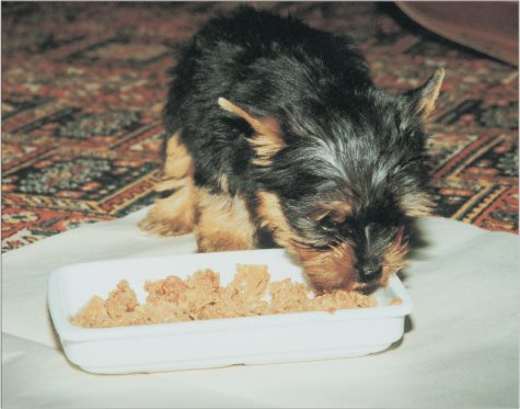 Plan a feeding and elimination schedule that is appropriate for your dog and - photo 5