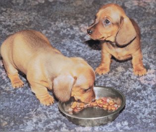 All of the pups needs are taken care of by the breeder before the pups are old - photo 7