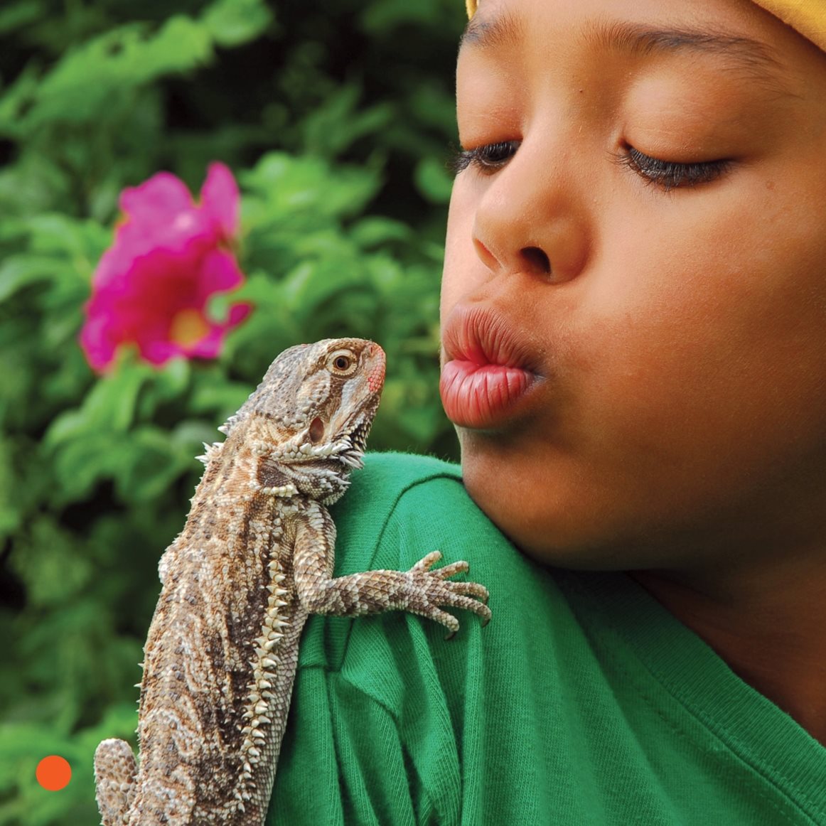 Lizards are cool pets What Does a Lizard Need water dish A big shallow - photo 20