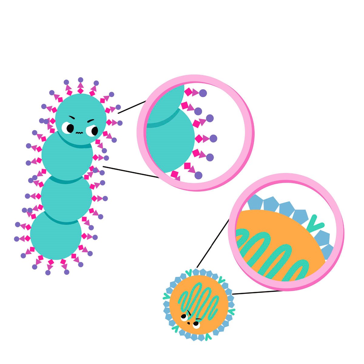 Your immune system can recognize different germs because each germ looks - photo 4