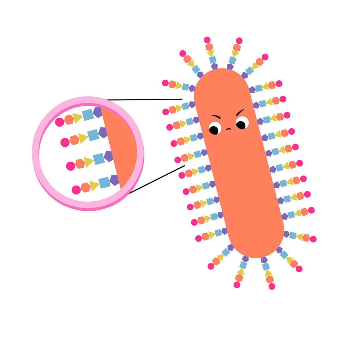 These differences are called anti g ens haemophilus influenzae type B - photo 5