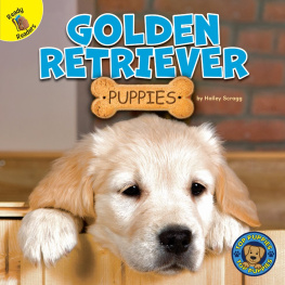 Hailey Scragg - Golden Retriever Puppies