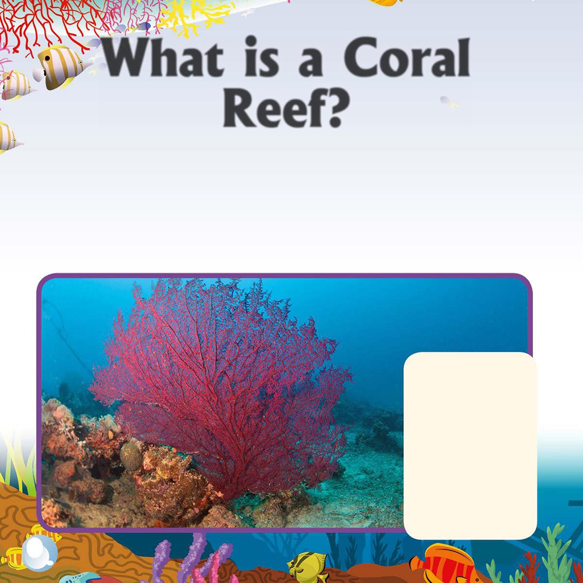 What is a Coral Reef Coral is a living animal All coral animals have soft - photo 6