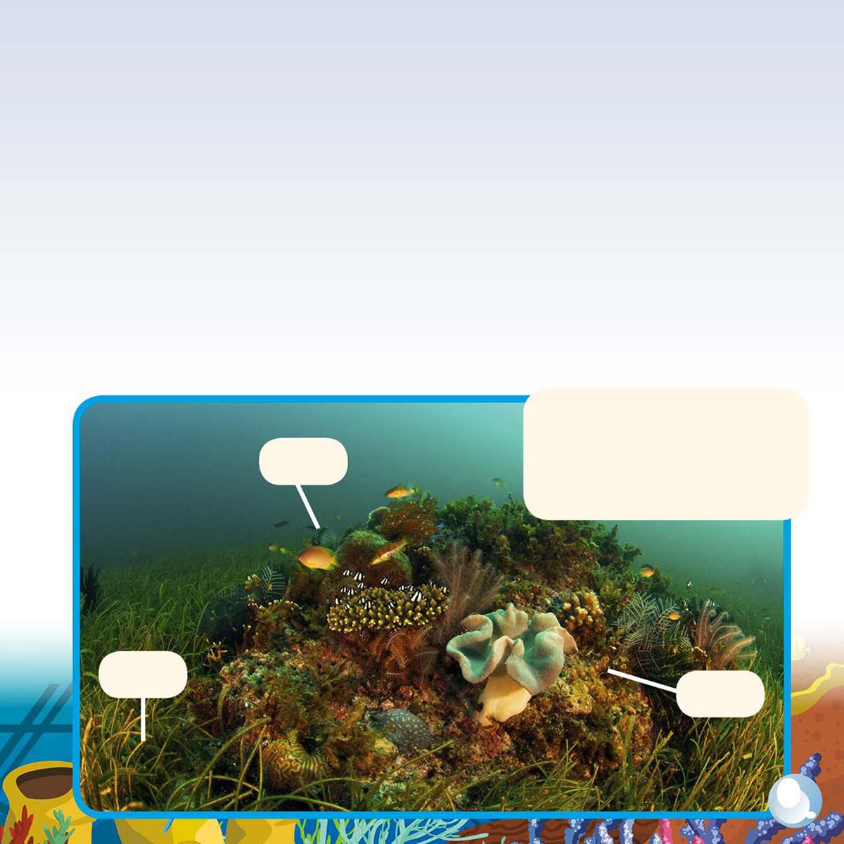 An Underwater System A coral reef is an underwater ecosystem It includes - photo 9