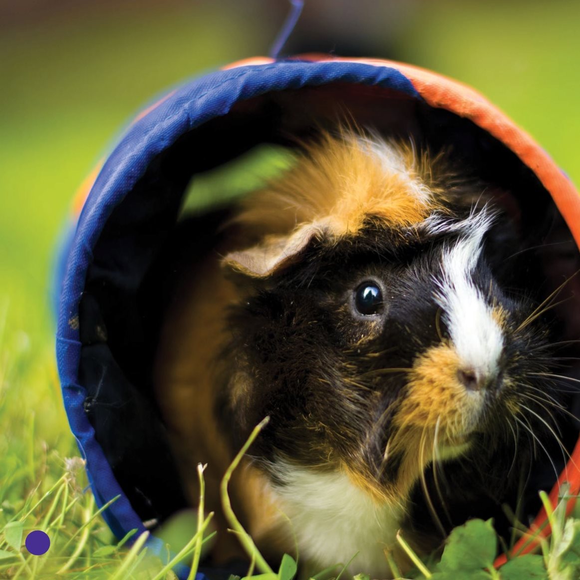 Rex likes to hide He goes in a tube Peekaboo What Does a Guinea - photo 20