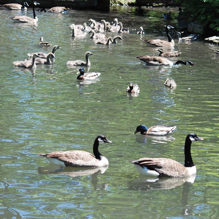 Greetings Canada Goose Canada geese have a black heada black neck and a - photo 4