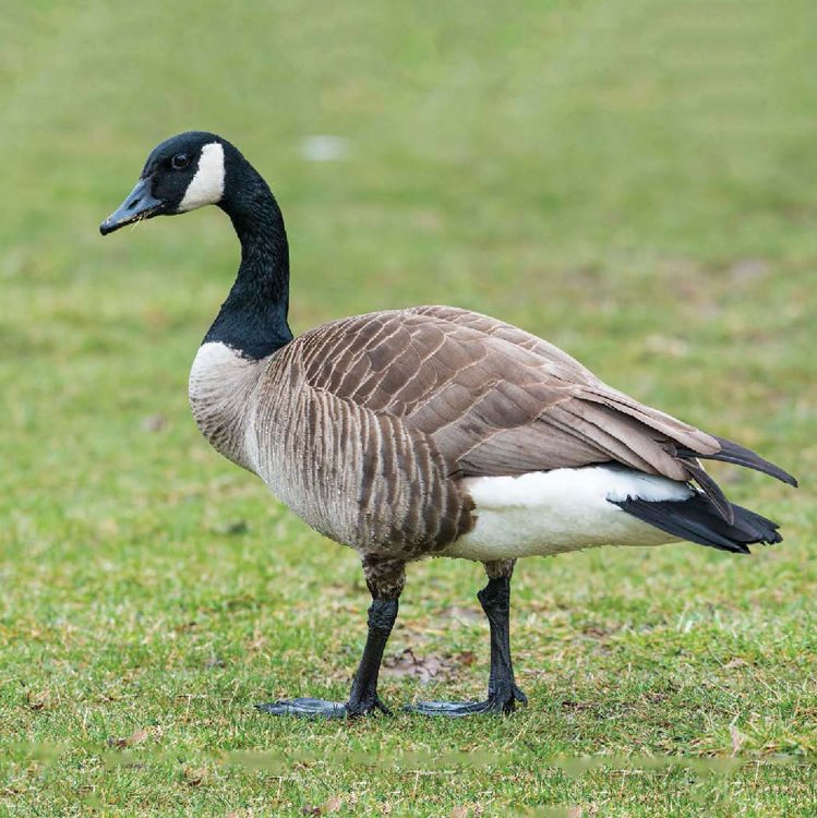 Canada geese usually live in flocks When mates are ready to have a family - photo 5