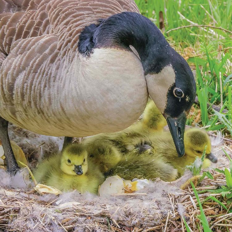 Canada geese live where they find grass grain and berries to eat People in - photo 6