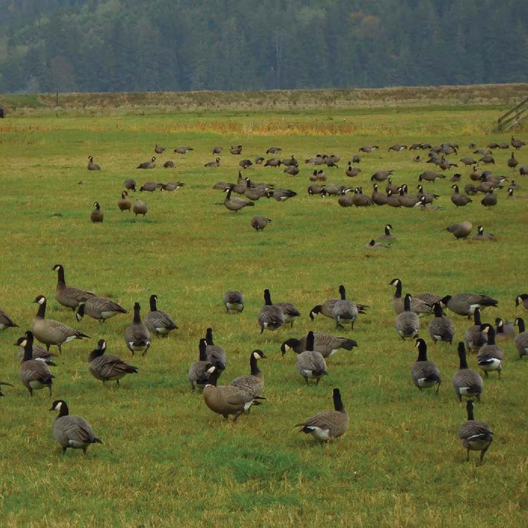 Dabbling Duck There are more than 120 duck species True ducks have legs - photo 7