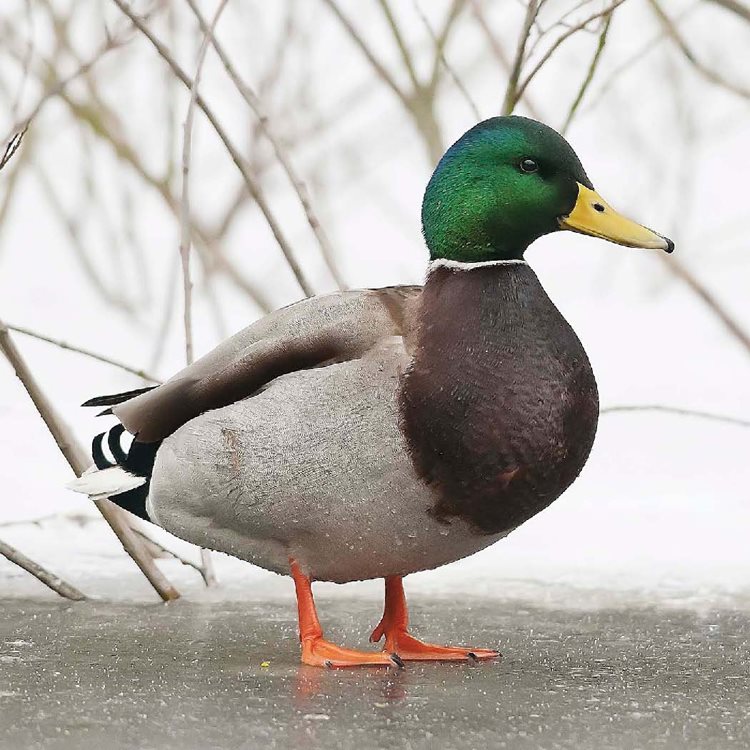 Female and male mallards look different Males are colorful while females have - photo 8