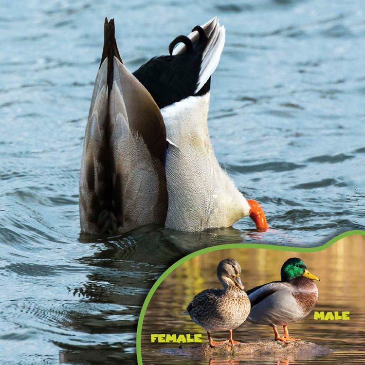 Female mallards make nests near water Their ducklings stay near the nest for - photo 9