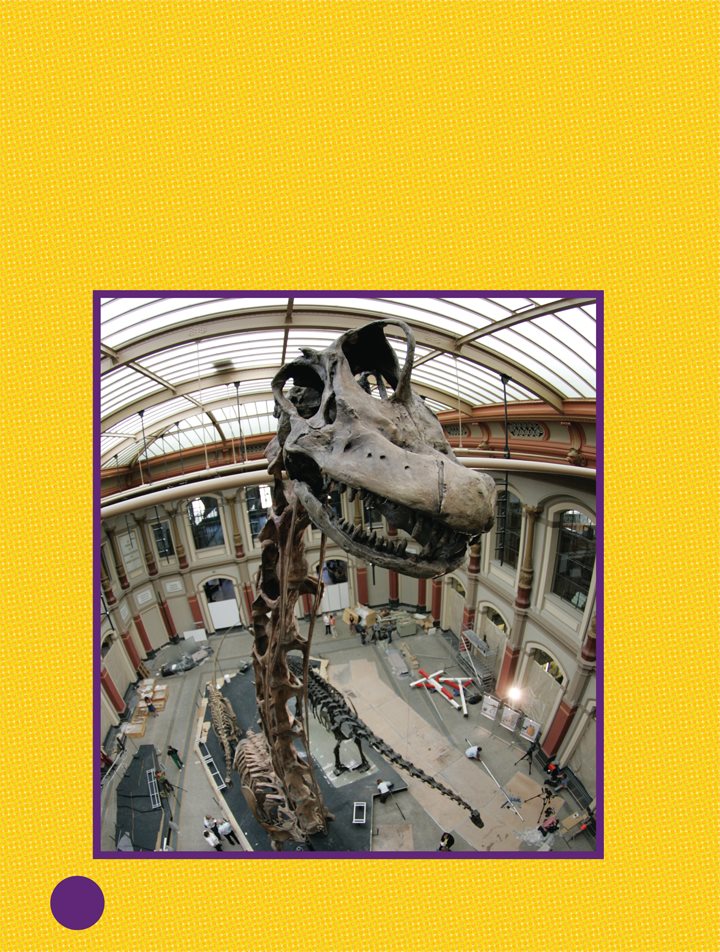 Brachiosaurus could reach higher than Apatosaurus It held its neck upward - photo 12