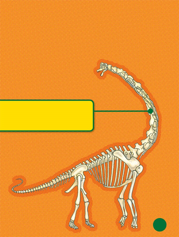 Brachiosaurus had twelve bones inside its long neck The bones were hollow - photo 15