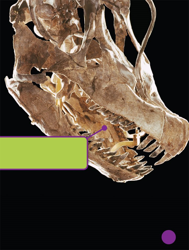 Brachiosaurus could stuff its mouth full of plants Brachiosaurus teeth - photo 19