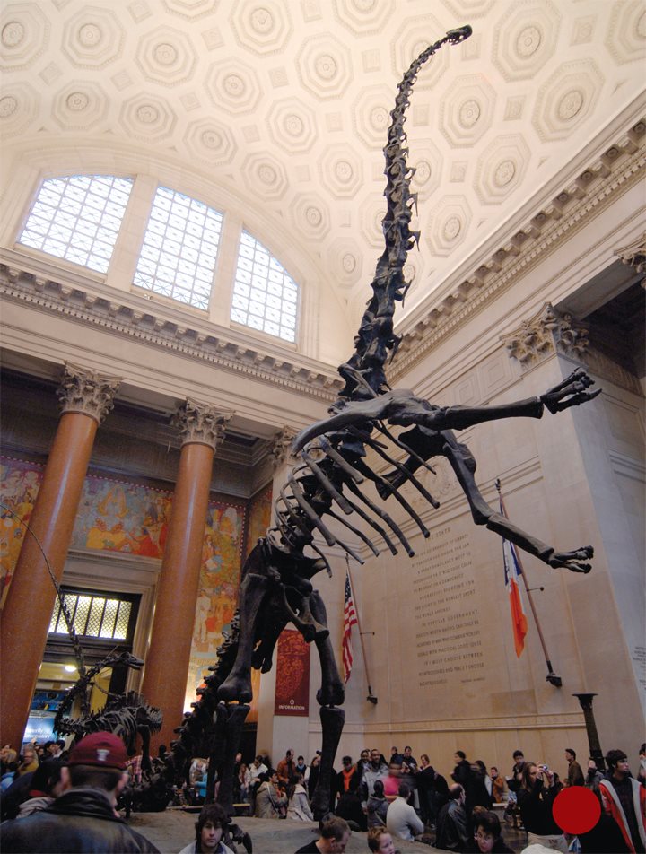 Sauropods had long tails and long necks Their heads looked tiny - photo 5