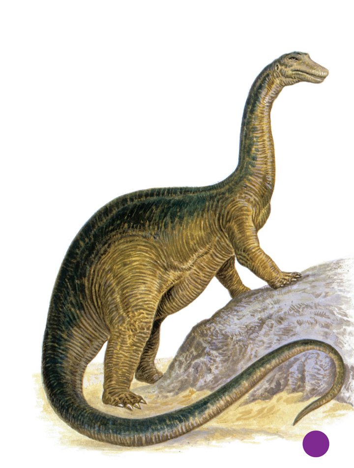 Apatosaurus had giant legs too But its front legs were shorter than its - photo 9