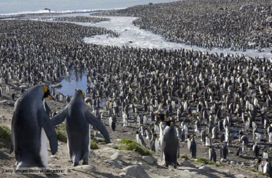 Figure 2 A visual proof of how social penguins are They just like to gather - photo 2