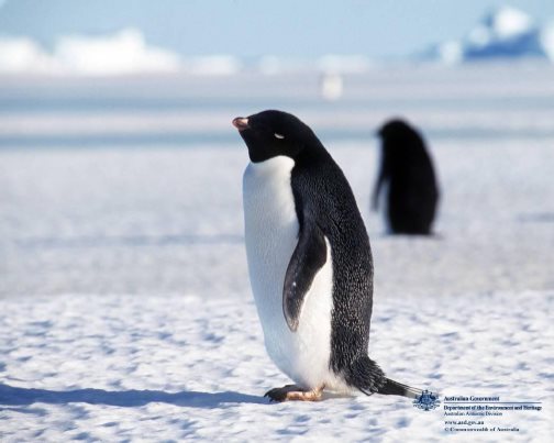 Figure 3 The Adelie Penguin looks like it is wearing a tuxedo which is - photo 3