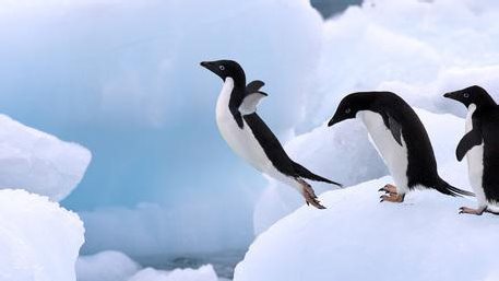 Figure 4 A group of Adelie Penguins lined up waiting for their turn to leap - photo 4