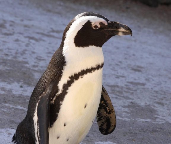 Figure 5 The distinct colors of the African Penguin allow it to easily blend - photo 5