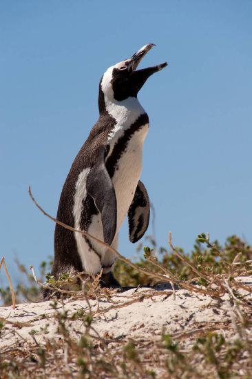 Figure 6 An image of an African Penguin calling out and making a sound similar - photo 6