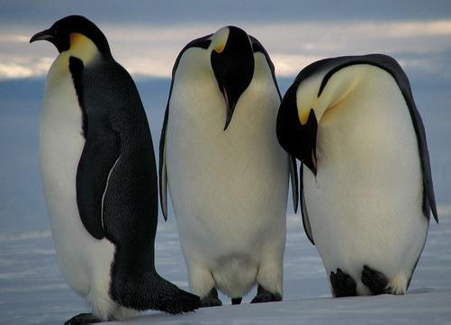 Figure 7 The Emperor Penguins are the biggest among the species 36The - photo 7