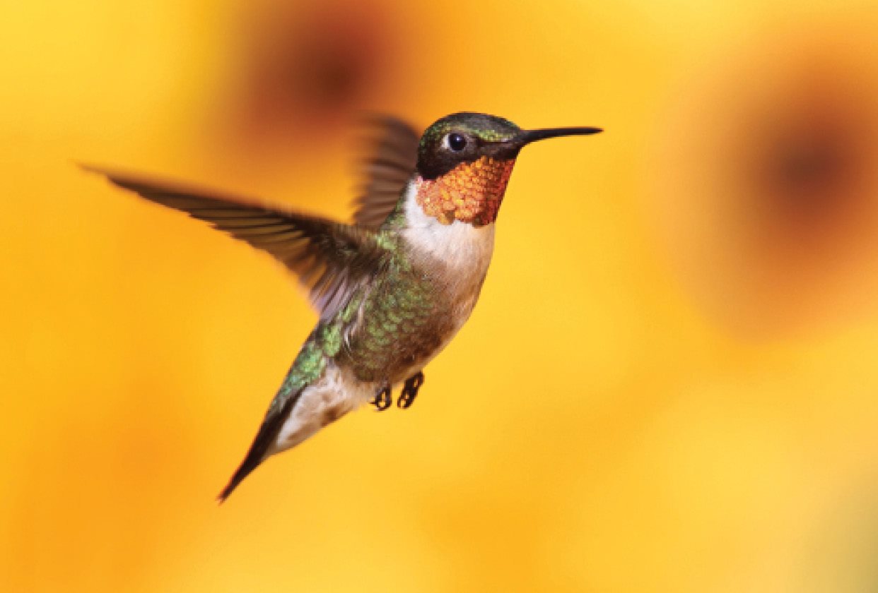 Hummingbirds are the worlds smallest birds Hummingbirds eat flower nectar - photo 24