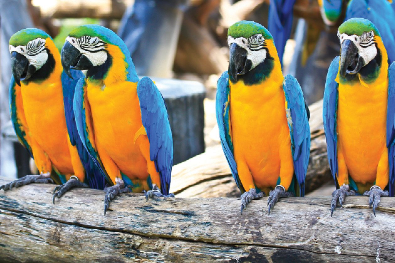 Macaws are brilliant colored members from the parrot family Macaws eat - photo 20