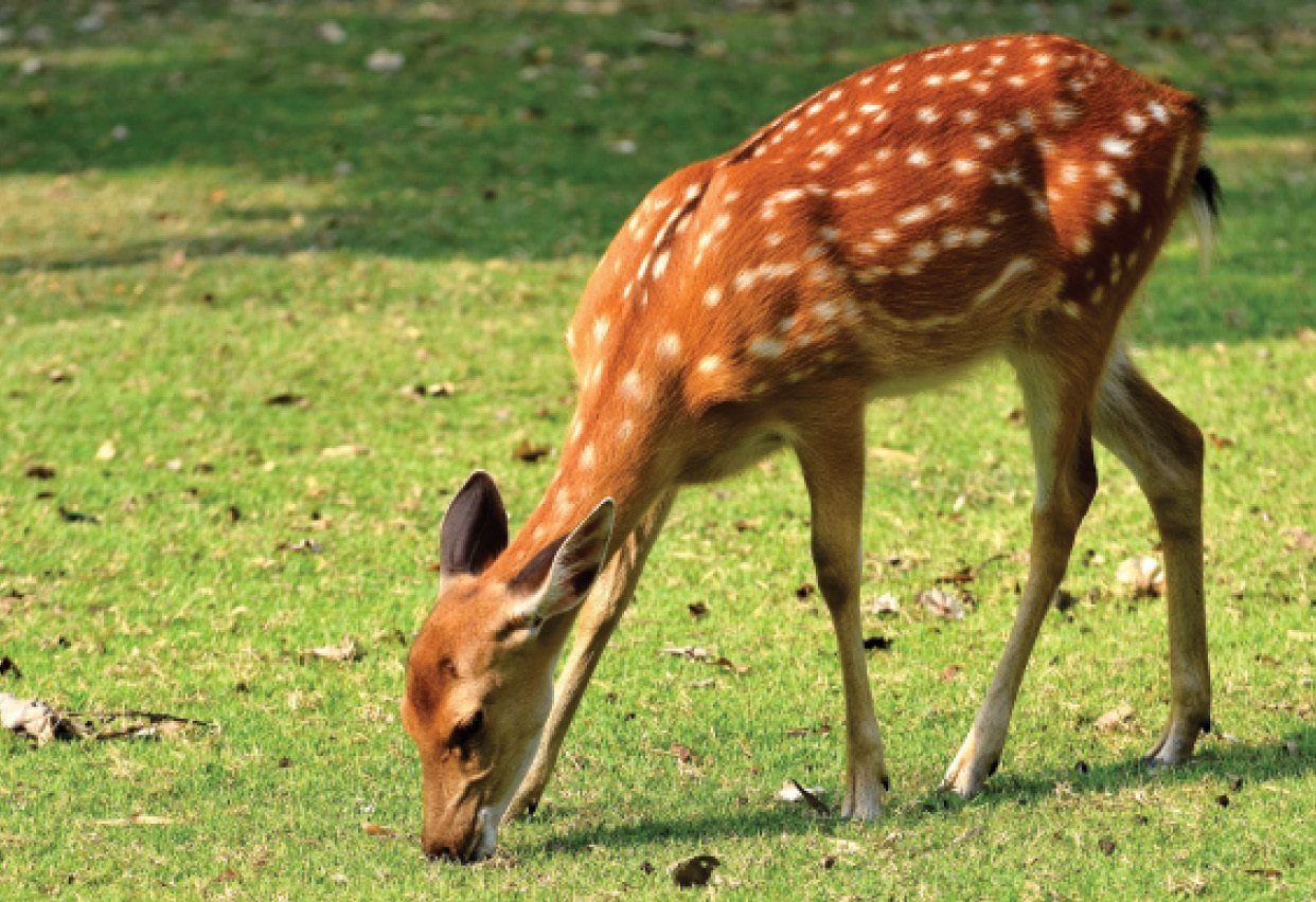 Deer are extremely social and travel in groups called herds Male deer grow new - photo 4