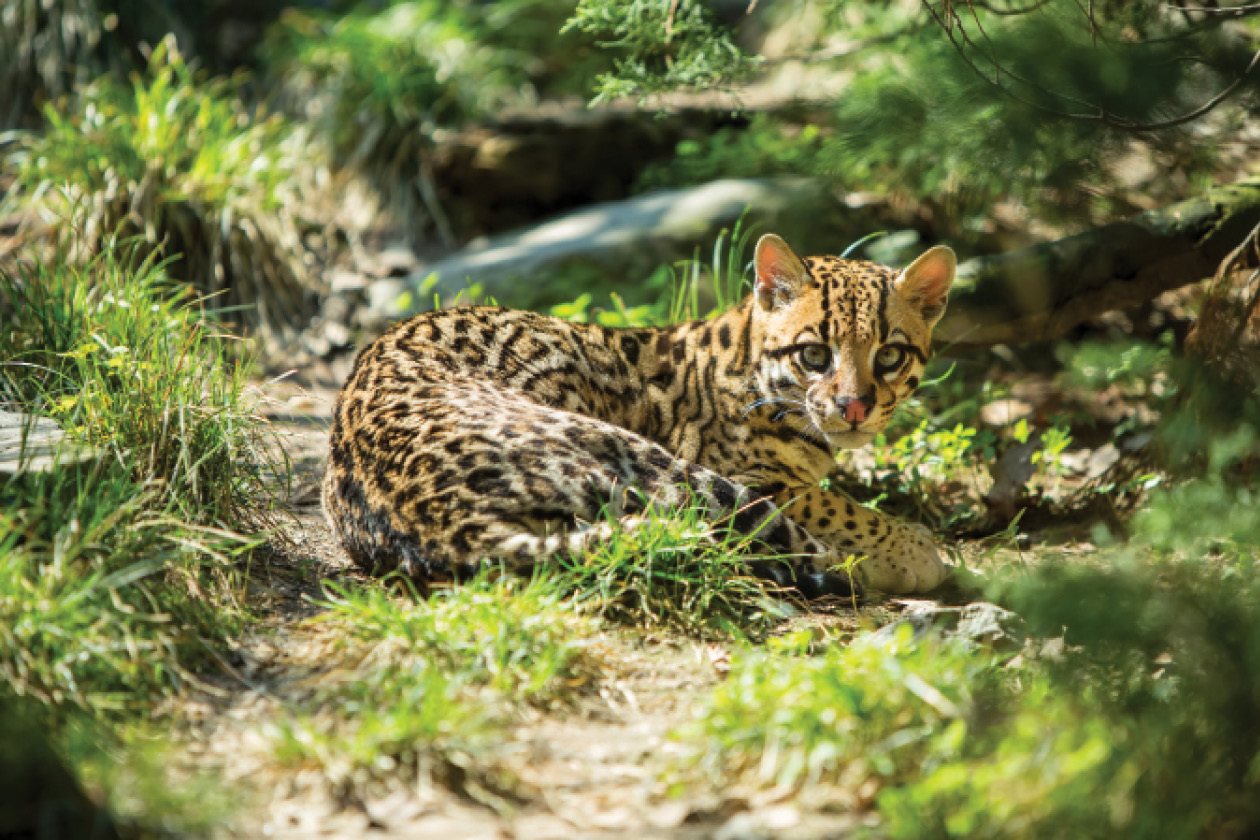 Ocelot is a medium-sized feline that can be found in Central America Ocelots - photo 8