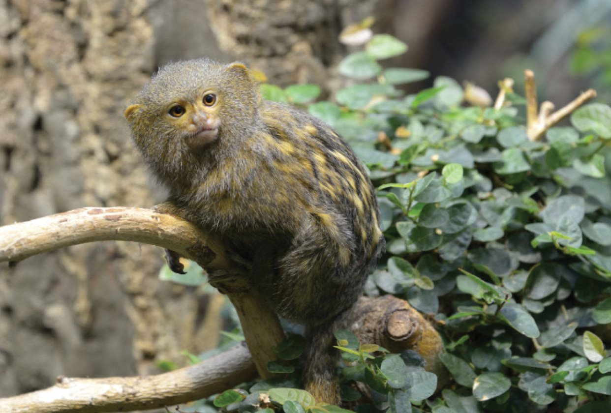 The Pygmy marmoset is the smallest monkey in the world They spend most of - photo 28