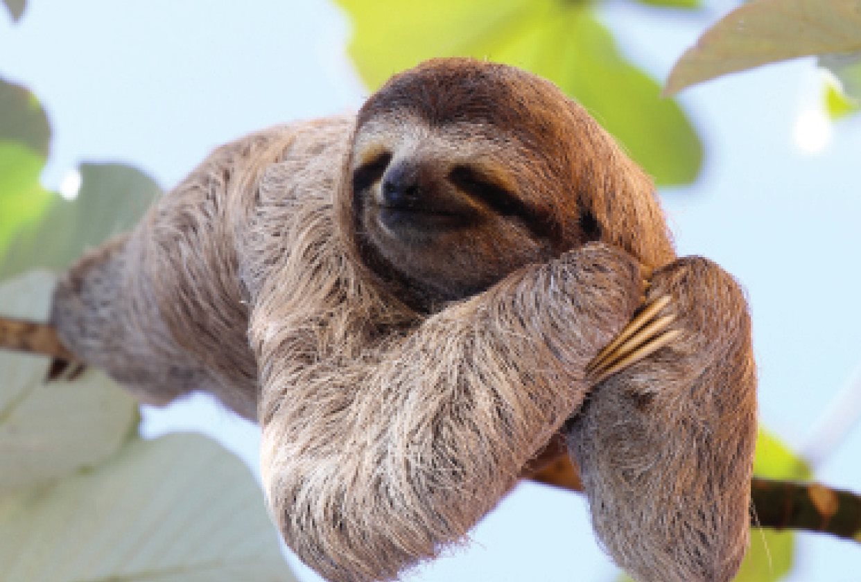 Sloths live in the jungles of South America They sleep between 15-18 hours per - photo 36